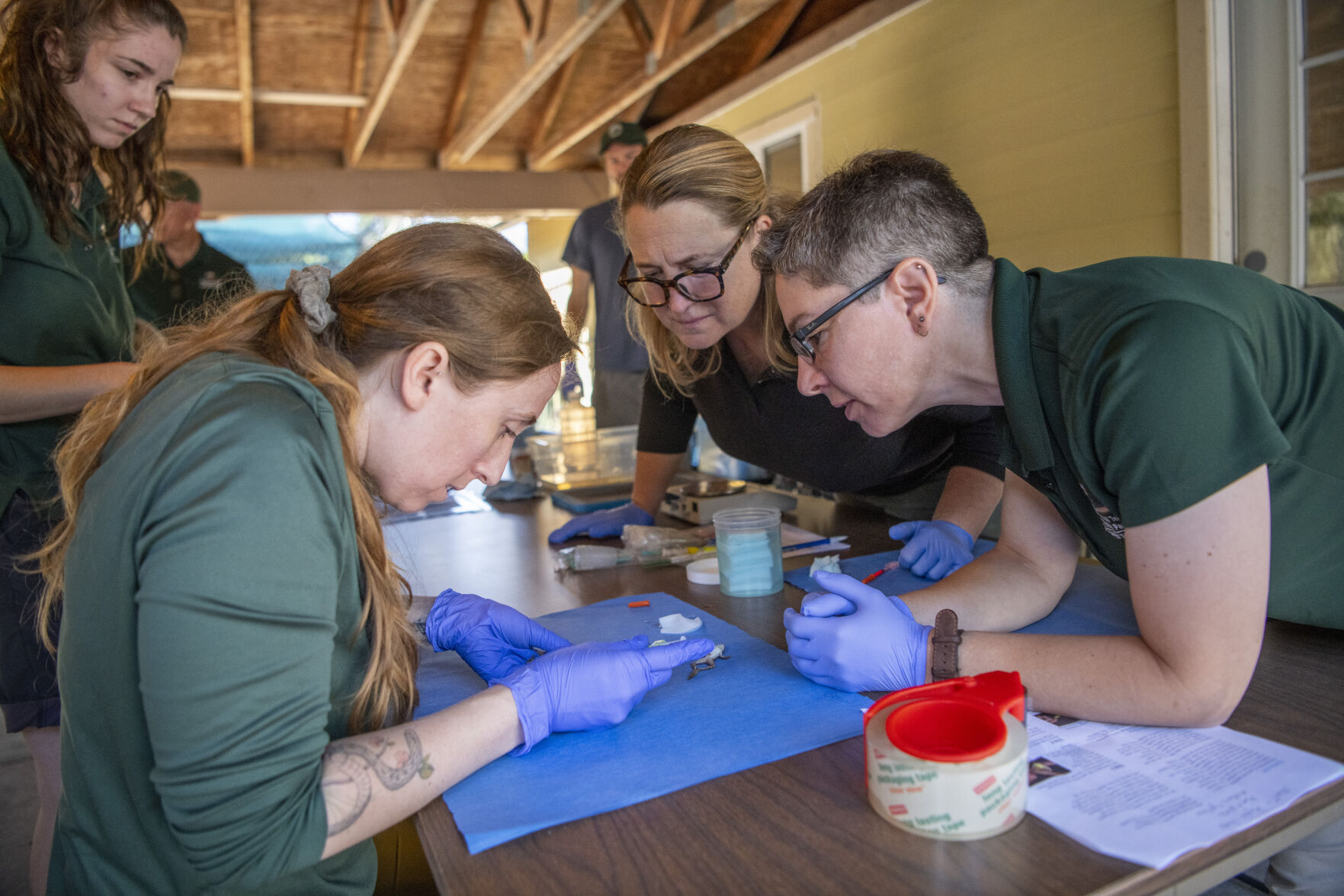 Northern Leopard Frog Tagging 05.jpg